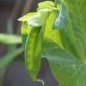 Preview: Zuckererbse Oregon Giant (Samen)