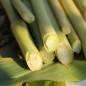 Preview: Zuckerhirse Susu (Samen)