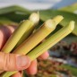 Preview: Zuckerhirse Susu (Samen)