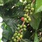 Preview: Zwerg-Kaffeestrauch (Samen)