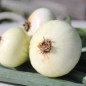 Preview: Zwiebel Bianca de Maggio (Samen)