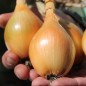 Preview: Zwiebel Birnenförmige (Samen)