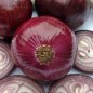 Preview: Zwiebel Braunschweiger Dunkelblutrote (Samen)