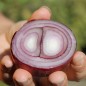 Preview: Zwiebel Braunschweiger Dunkelblutrote (Samen)