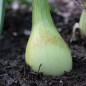 Preview: Zwiebel Schoderleer (Samen)