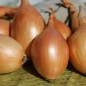 Preview: Zwiebel Schoderleer (Samen)