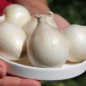 Preview: Zwiebel White Utah Jumbo (Samen)