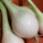 Preview: Zwiebel White Utah Jumbo (Samen)