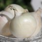 Preview: Zwiebel White Utah Jumbo (Samen)