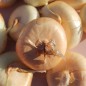 Preview: Zwiebel Yellow Borettana (Samen)