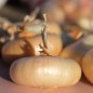 Preview: Zwiebel Yellow Borettana (Samen)
