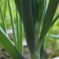 Preview: Zwiebel Yellow Borettana (Samen)