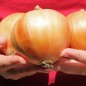 Preview: Gemüsezwiebel Yellow Sweet Spanish (Samen)