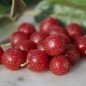 Preview: Korallen-Ölweide Red Cascade (Pflanze)