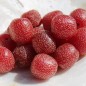 Preview: Korallen-Ölweide Red Cascade (Pflanze)