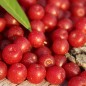 Preview: Korallen-Ölweide Ruby (Pflanze)