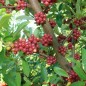 Preview: Korallen-Ölweide Red Cascade (Pflanze)