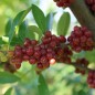 Preview: Korallen-Ölweide Red Cascade (Pflanze)