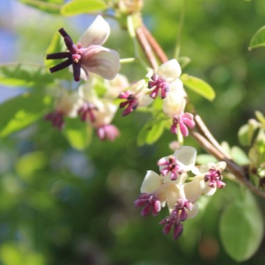 Neu! Akebia Jirisan Pink (Pflanze)