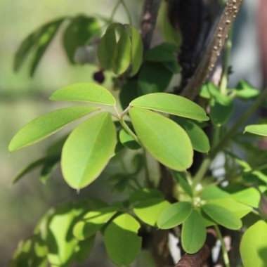 Neu! Akebia Jirisan Pink (Pflanze)