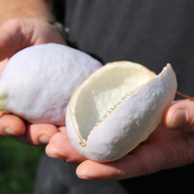 Akebia White Chocolate (Pflanze)