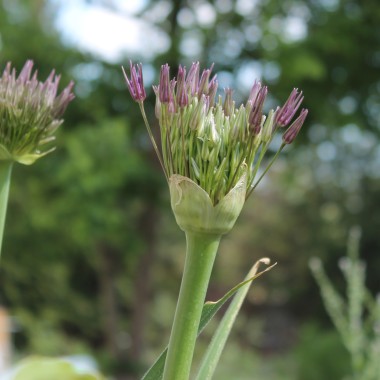 Sternkugellauch (Samen)