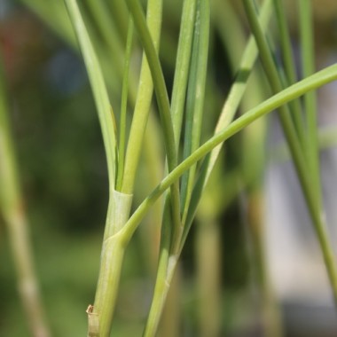 Mongolischer Berglauch (Pflanze)