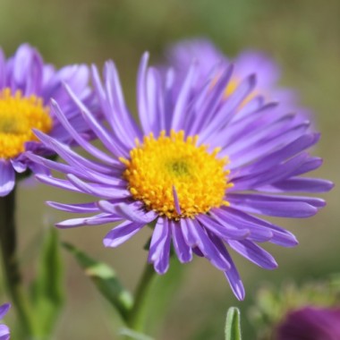 Alpen-Aster Dark Blue (Samen)