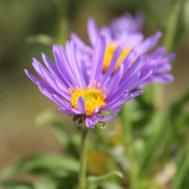Alpen-Aster Dark Blue (Samen)