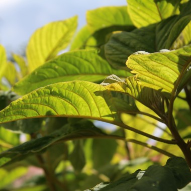 Amaranth Golden Giant (Samen)