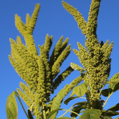 Popp-Amaranth Mercado (Samen)