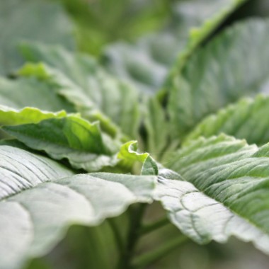 Popp-Amaranth Mercado (Samen)