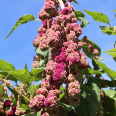Amaranth Mira (Samen)