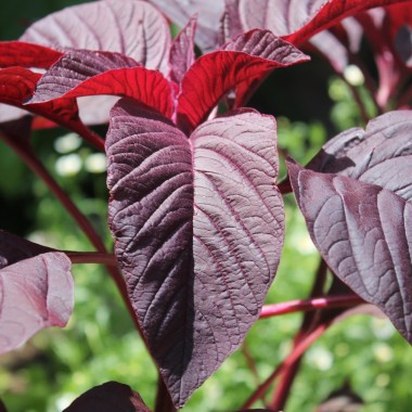 Amaranth All Red (Samen)