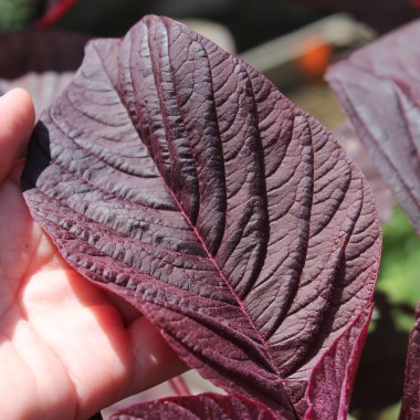 Amaranth All Red (Samen)