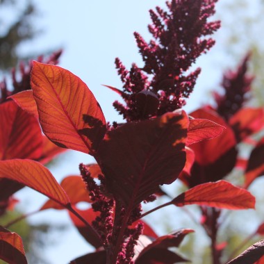 Amaranth All Red (Samen)