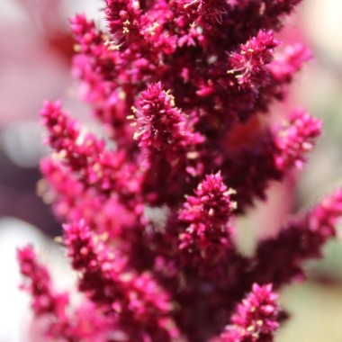 Amaranth Red Aztec (Samen)