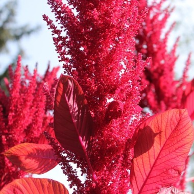 Amaranth Red Aztec (Samen)