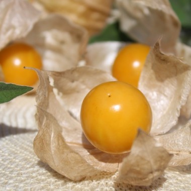 Neu! Andenbeere Schönbrunner Gold (Samen)