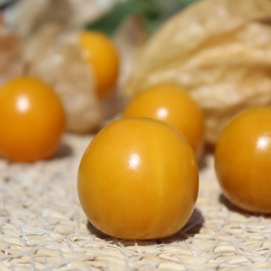 Neu! Andenbeere Schönbrunner Gold (Samen)