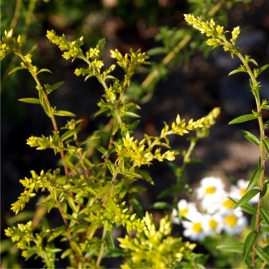 Anisgoldrute (Samen)