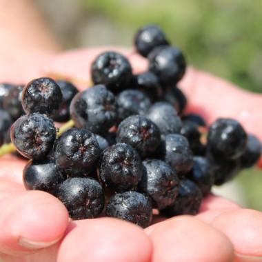 Aronia Aron (Pflanze)