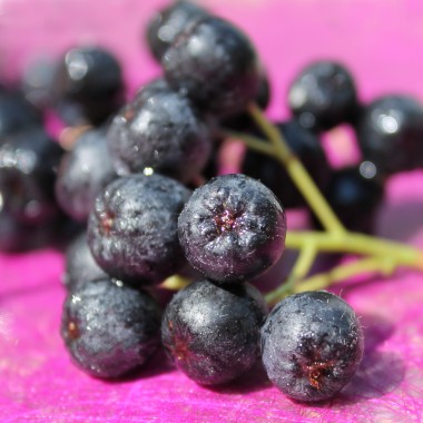 Aronia Aron (Pflanze)