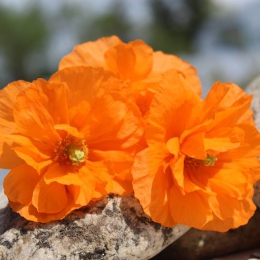 Atlas-Mohn Flore Pleno (Samen)