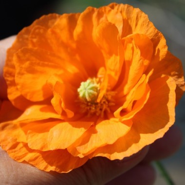Atlas-Mohn Flore Pleno (Samen)