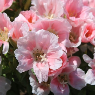 Atlasblume - Sommerazalee Sybil Sherwood (Samen)