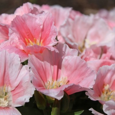 Atlasblume - Sommerazalee Sybil Sherwood (Samen)
