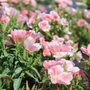 Atlasblume - Sommerazalee Sybil Sherwood (Samen)