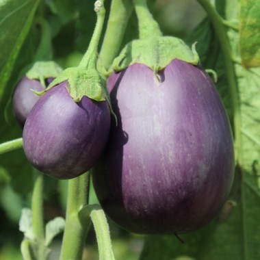 Aubergine Arumugam’s (freilandgeeignet) (Samen)