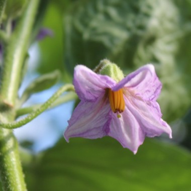 Aubergine Arumugam’s (freilandgeeignet) (Samen)